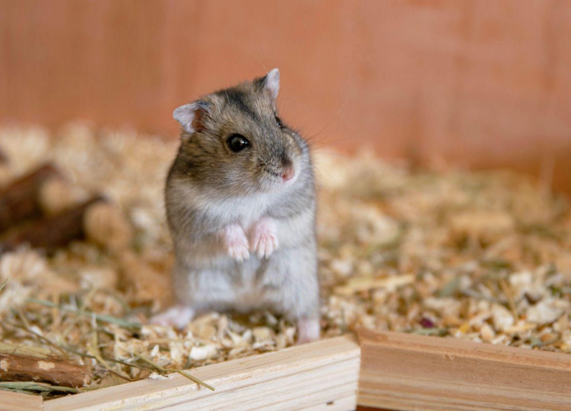 Một số điều kiện sống cơ bản của chuột hamster