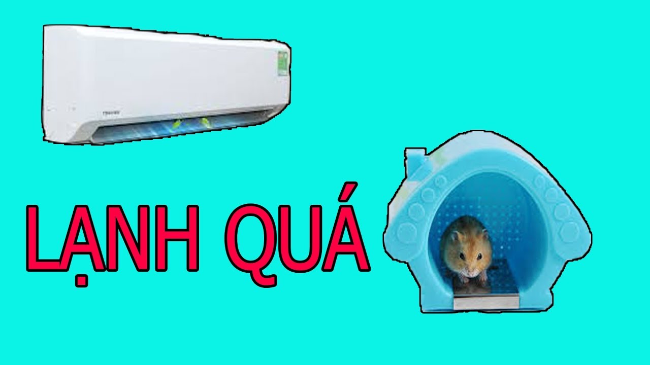 Có nên nuôi hamster trong phòng máy lạnh?